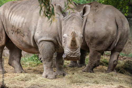 group of White Rhinoceros standing and looking at camera in the field