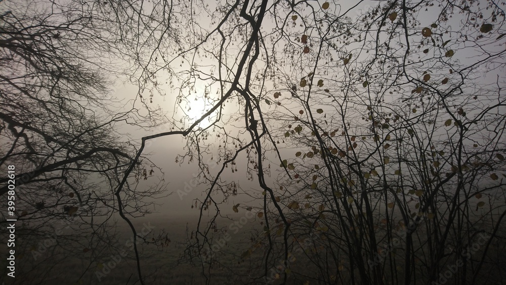 Fototapeta premium Buchenzweige im Nebel