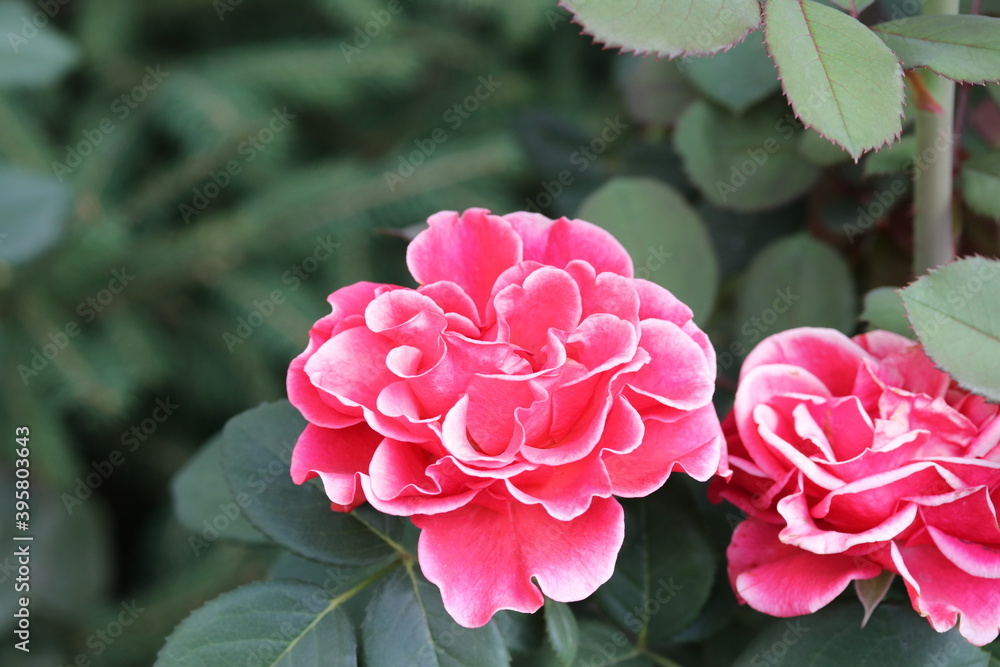 pink rose bush, flower, pink, nature, garden, flowers, plant, flora, green, blossom, summer