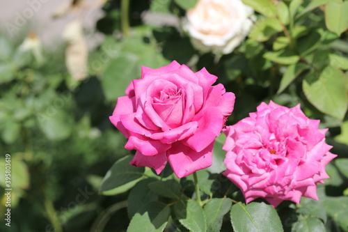 pink roses in garden  flower  nature  flowers  green  plant  beauty  flora  beautiful 