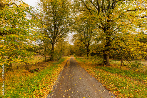 Autumn-colored linden trees line the straight road