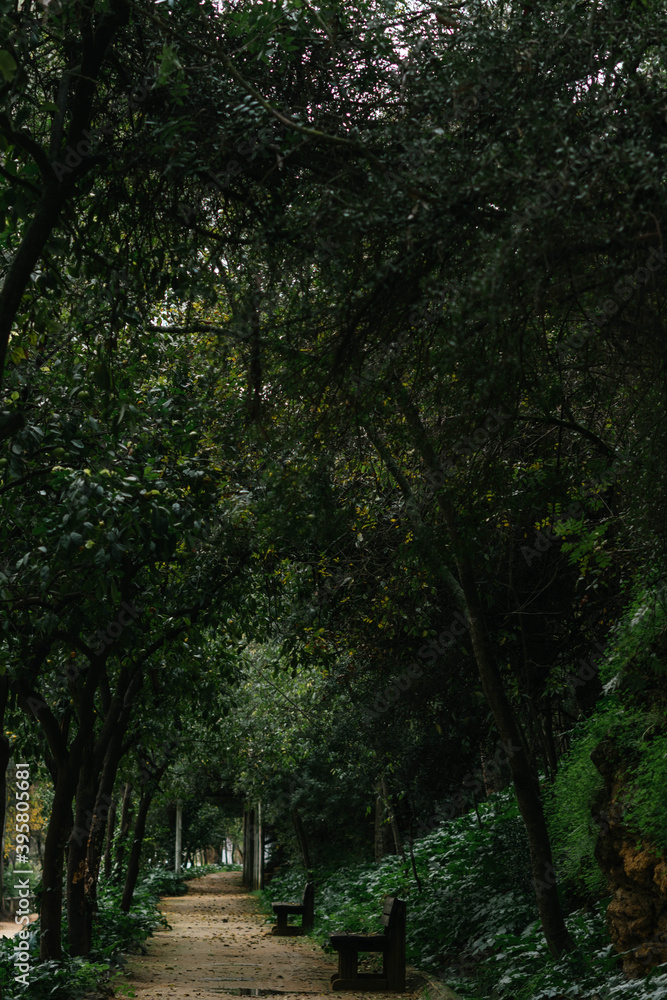 Fototapeta premium Forest road