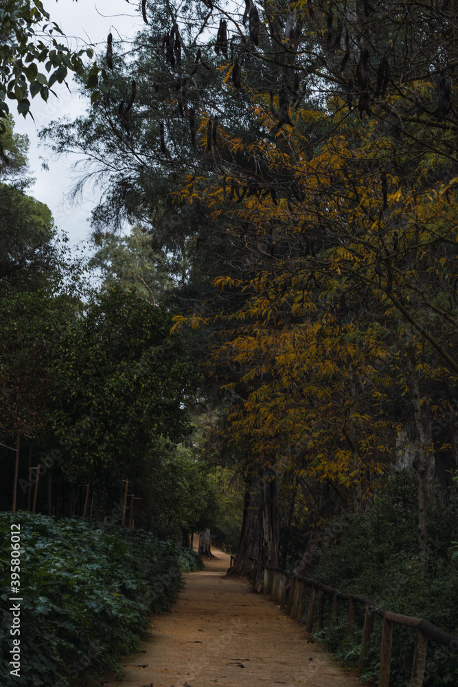 Fototapeta premium Forest road
