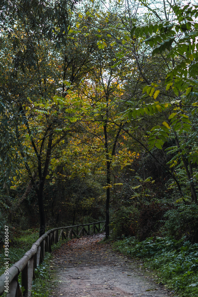 Forest road