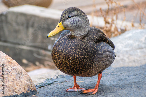 Fényképezés Detail portrait of an American black duck enjoying a sunny day