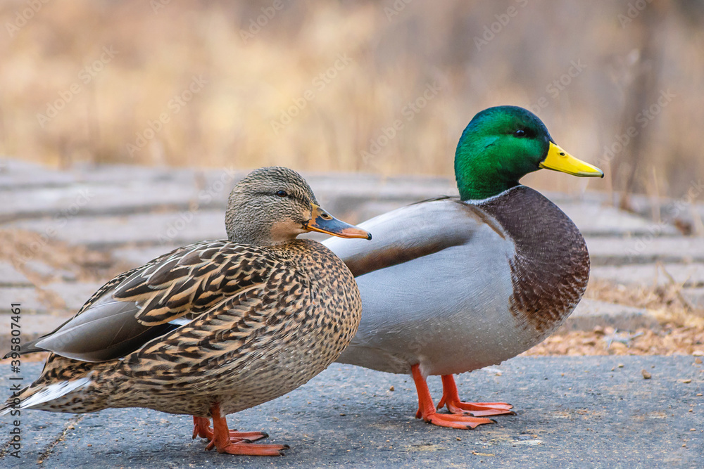 Male and female mallards are playing in a sunny day Male and female mallards are playing in a sunny day