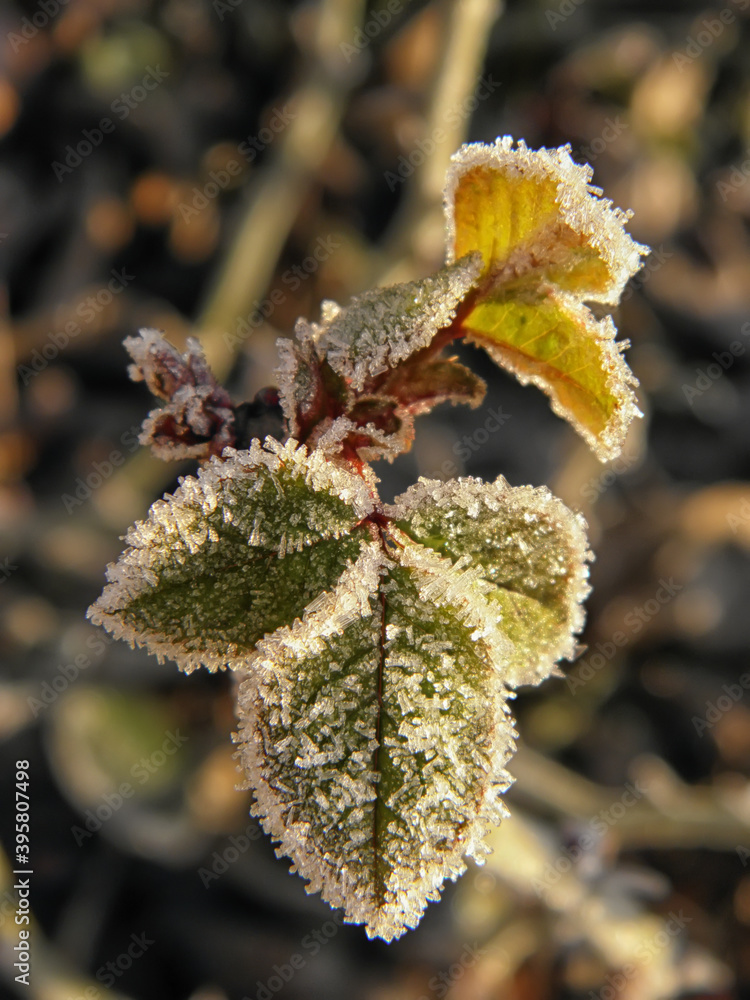 Frosty plants in early morning. Fresh winter air. Cold season. First frost. Winter weather