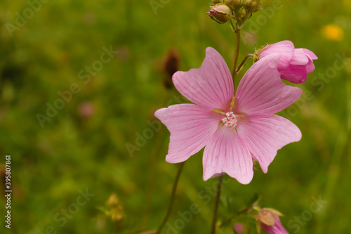 pink flower