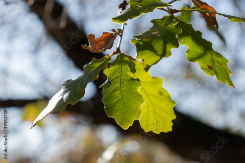 autumn leaves in the sun photo