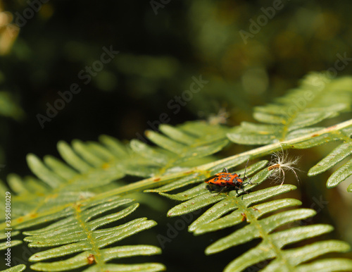 close up of a spider photo