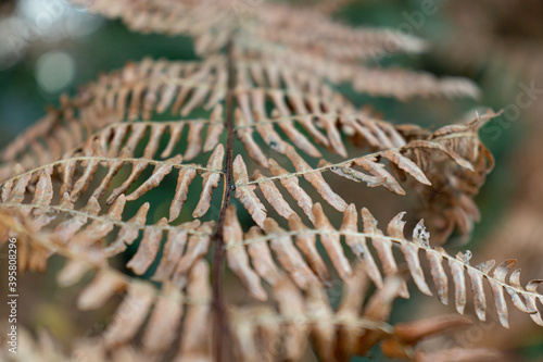 fern leaf in autumn photo