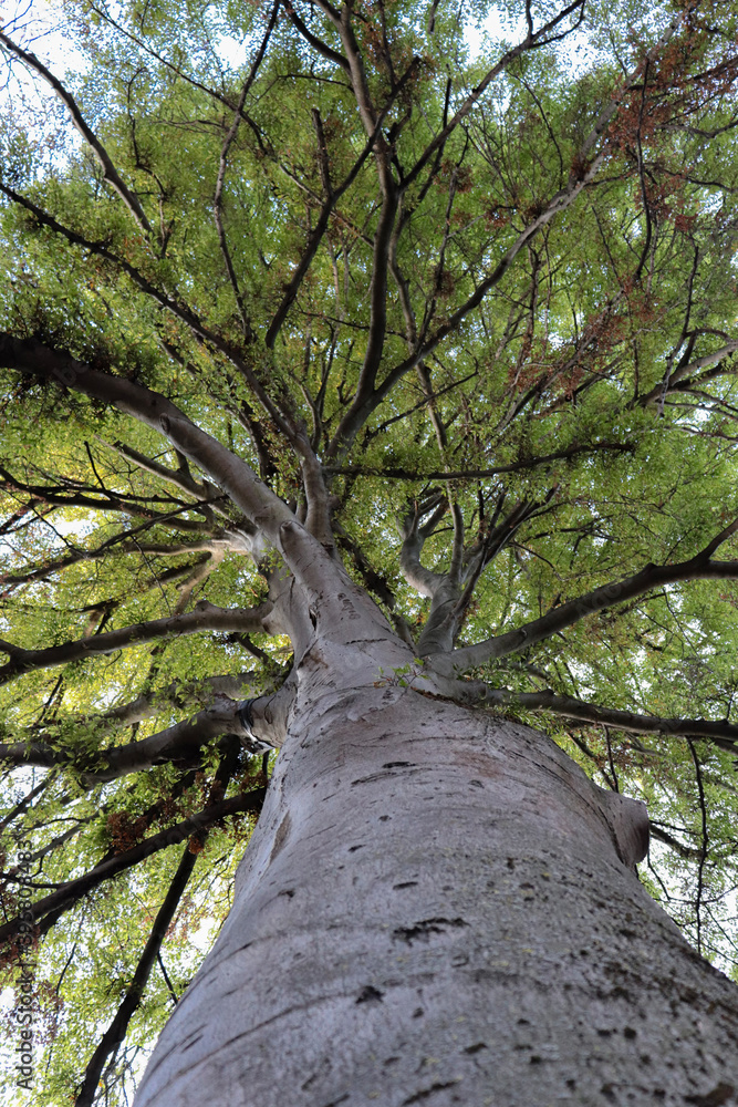 Fototapeta premium trees in the forest