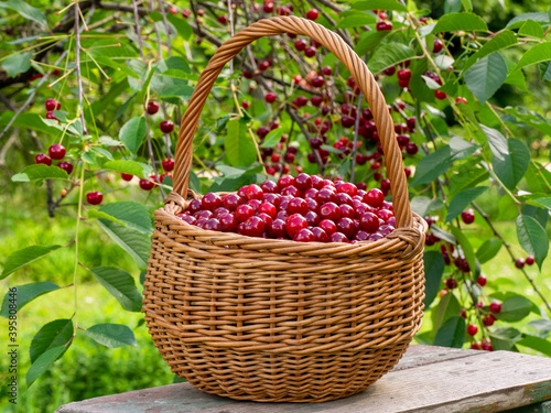 A basket of sour cherries on a wooden ladder in the garden
