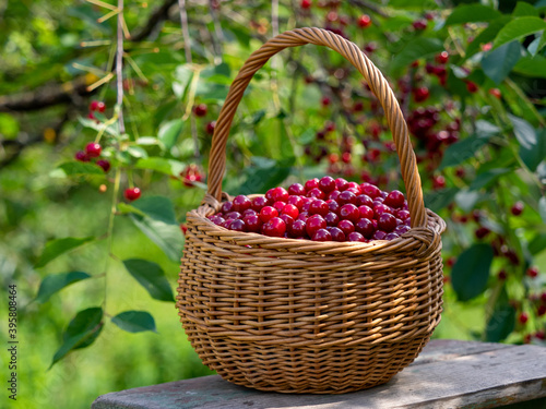 A basket of sour cherries on a wooden ladder in the garden