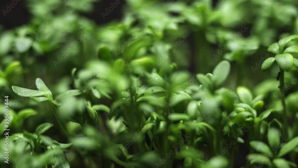 growing plants timelapse. microgreens growing, urban farming and organic farming concept. sprouts germination, agriculture. grow microgreens from seed at home. growing salad greens in vegetable garden growing plants timelapse. microgreens growing, urban farming and organic farming concept. sprouts germination, agriculture. grow microgreens from seed at home. growing salad greens in vegetable garden