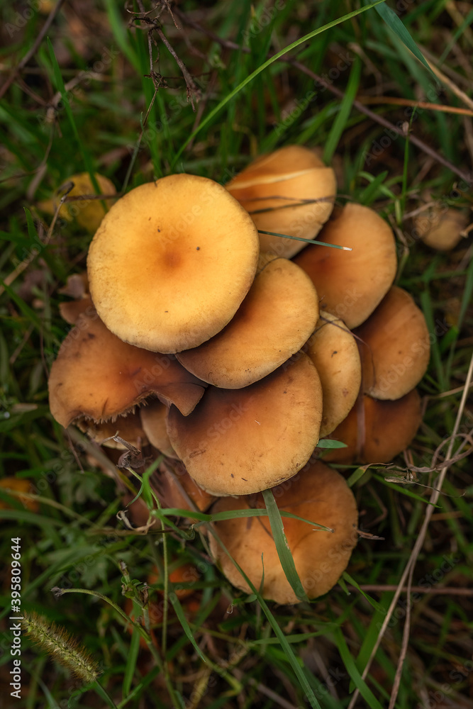 mushrooms in the forest mushrooms in the forest
