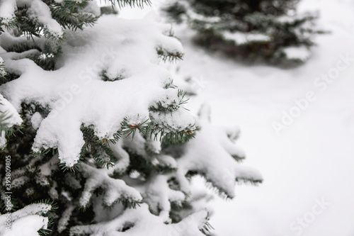 Christmas tree branch with snow.