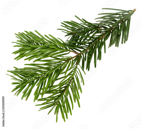 Branch of beautiful Nordmann Fir Christmas Tree. Green pine  spruce branch with needles. Isolated on white background. Close up top view.