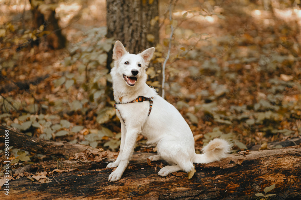 Adorable white dog sitting on old tree in autumn woods. Cute mixed breed swiss shepherd puppy