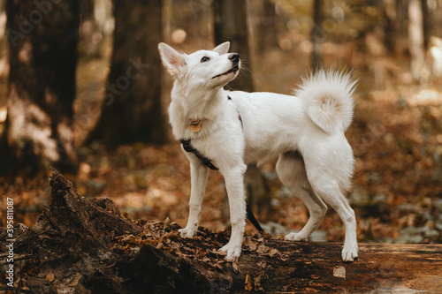 Adorable white dog standing on old tree in autumn woods. Cute mixed breed swiss shepherd puppy © sonyachny