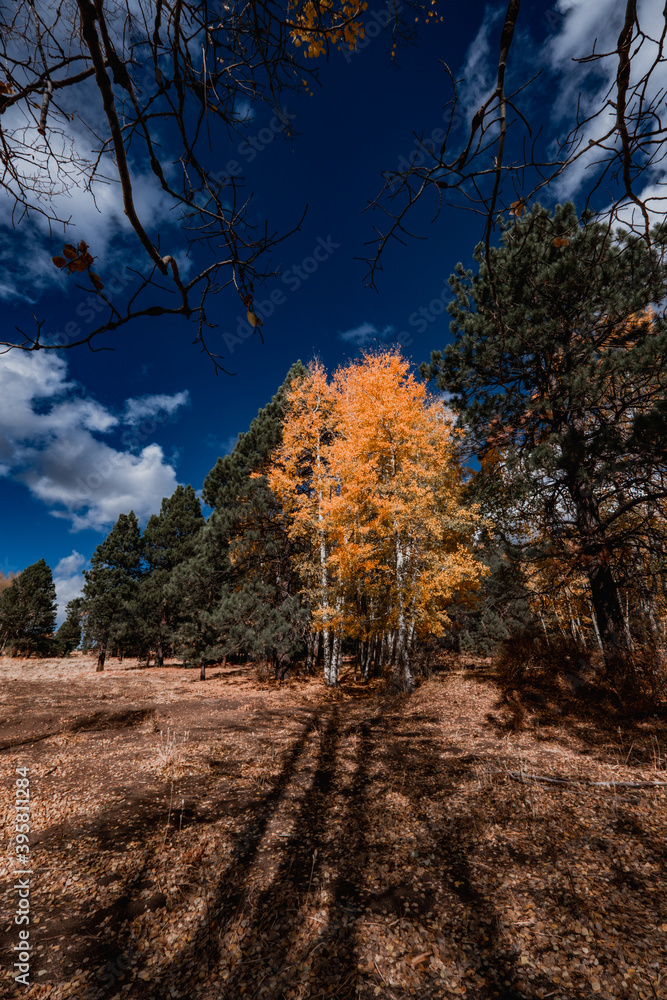 Fototapeta premium Forest in the Fall