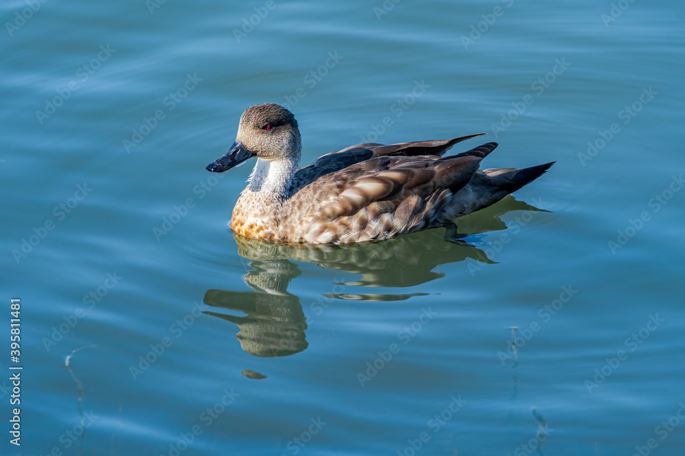 Crested Duck (Lophonetta specularioides) in Ushuaia area, Land of Fire (Tierra del Fuego), Argentina Crested Duck (Lophonetta specularioides) in Ushuaia area, Land of Fire (Tierra del Fuego), Argentina