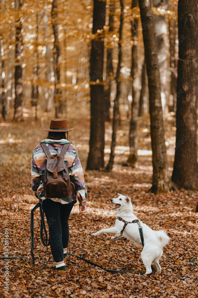 Fototapeta premium Stylish woman training white dog in sunny autumn woods. Cute swiss shepherd puppy learning