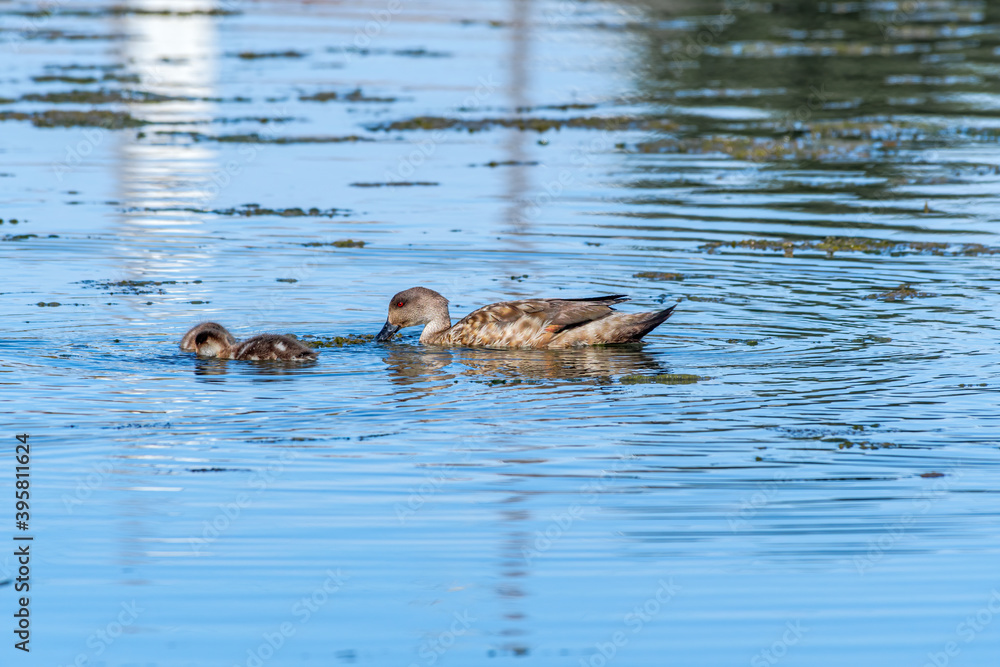 Crested Duck (Lophonetta specularioides) with ducklings in Ushuaia area, Land of Fire (Tierra del Fuego), Argentina Crested Duck (Lophonetta specularioides) with ducklings in Ushuaia area, Land of Fire (Tierra del Fuego), Argentina