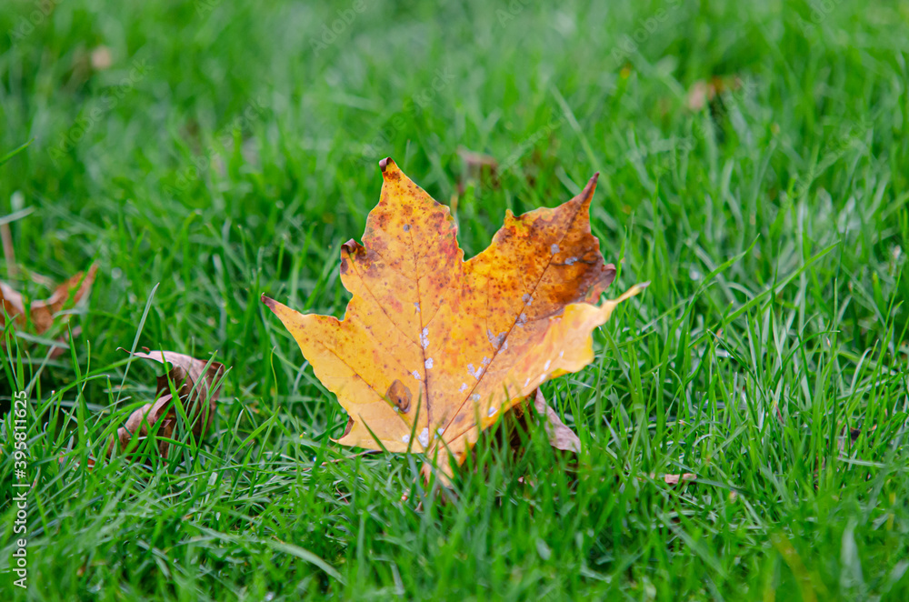 Yellow fallen tree leaf fallen on green grass strands Yellow fallen tree leaf fallen on green grass strands