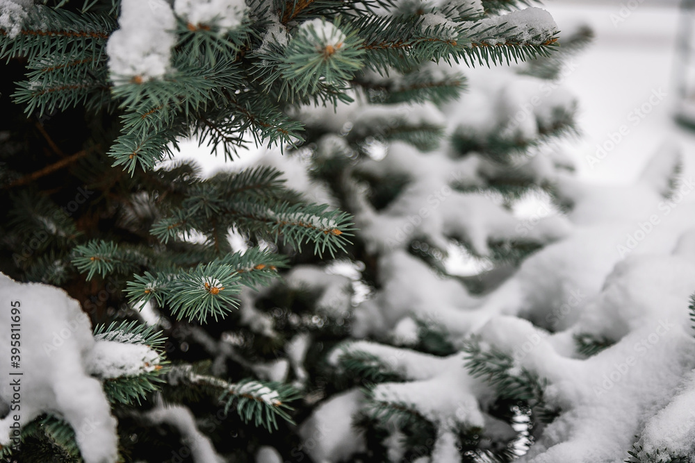 Christmas tree branch with snow.