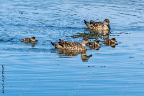 Crested Ducks (Lophonetta specularioides) with ducklings in Ushuaia area, Land of Fire (Tierra del Fuego), Argentina