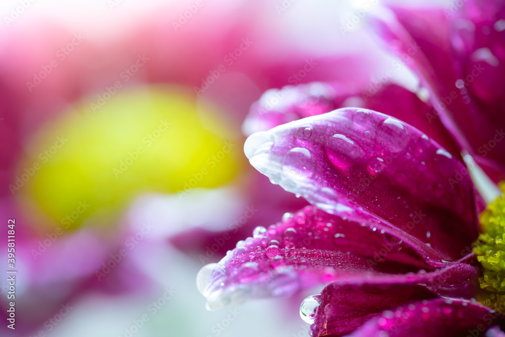 Wet chrysanthemum macro photo Wet chrysanthemum macro photo