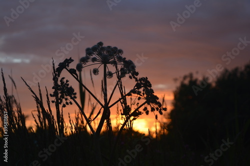 A flower in the grass on a sunset background