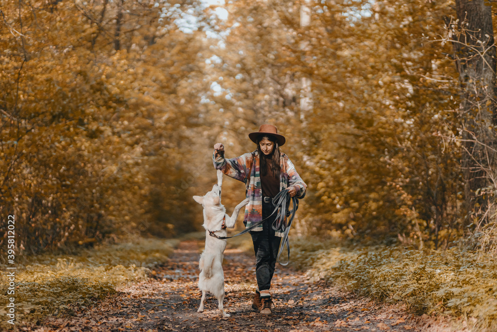 Fototapeta premium Stylish woman training white dog in sunny autumn woods. Cute swiss shepherd puppy learning