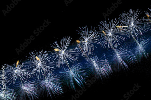 Diagonal line of dandelion seeds looking like fireworks lying on mirror with reflection on black background