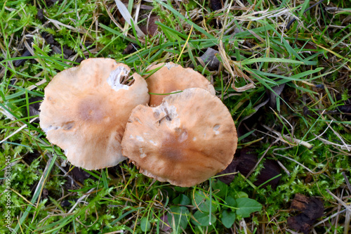 Hydnangiaceae Mushroom 08