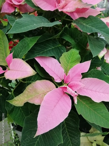 unusual pink poinsettia.Christmas flower. close up