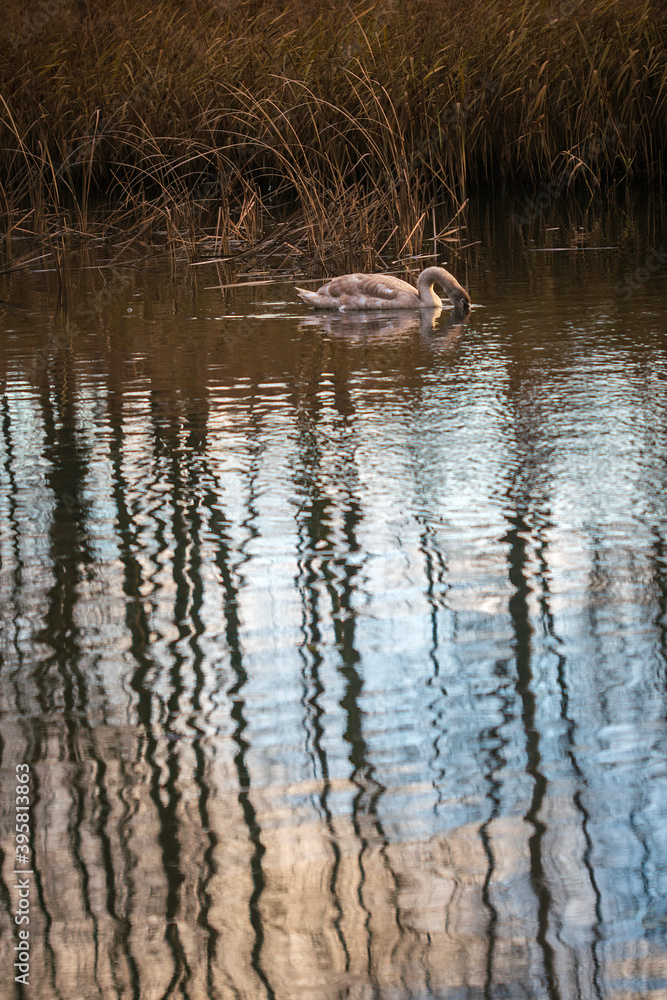 Young swan in a pond water