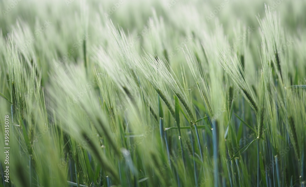 Ackerbau - Getreideähren neigen sich im Wind Ackerbau - Getreideähren neigen sich im Wind