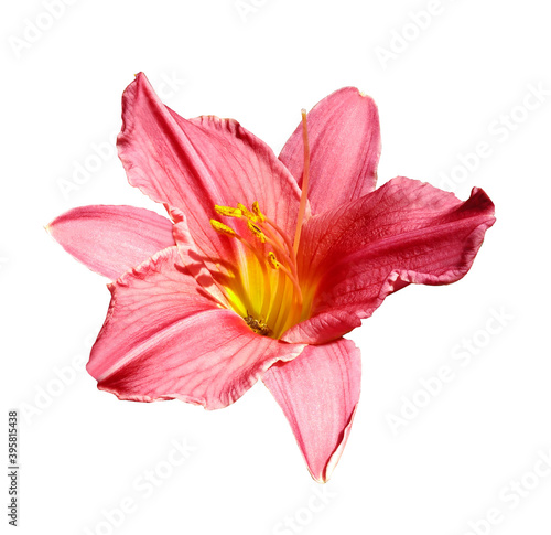 Fototapeta Naklejka Na Ścianę i Meble -  Pink lily flower  on white isolated background with clipping path. Closeup. For design. Nature.