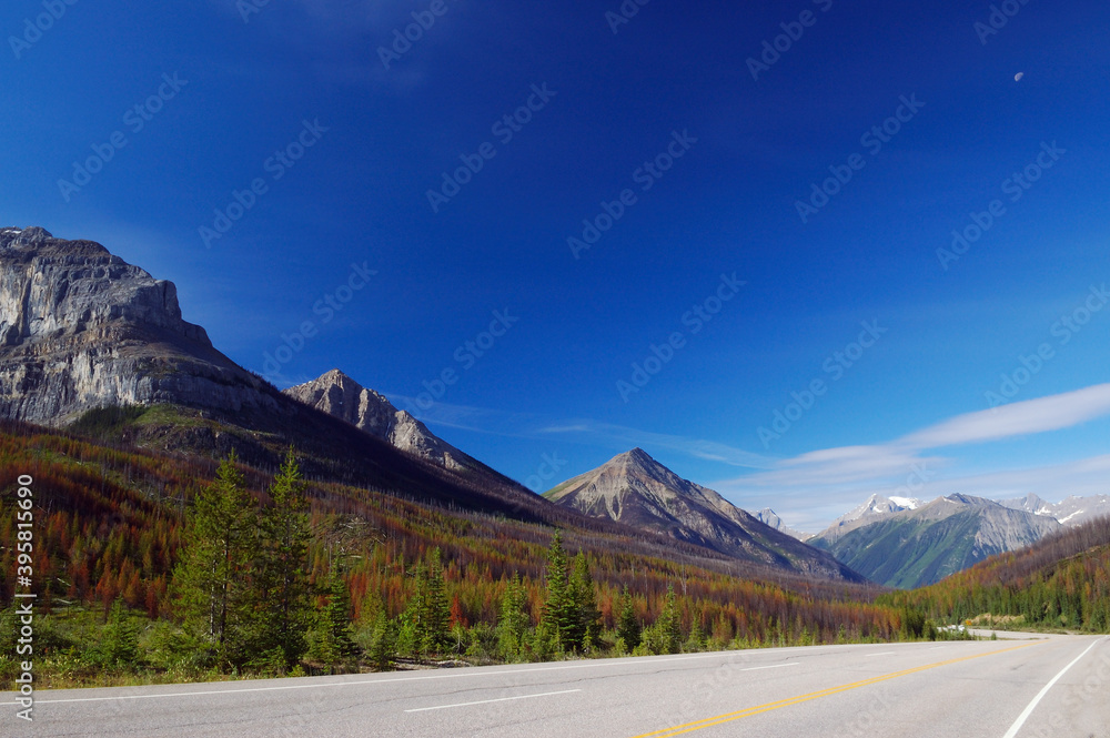 Vermilion pass with mountain beetle infected pine Vermilion pass with mountain beetle infected pine