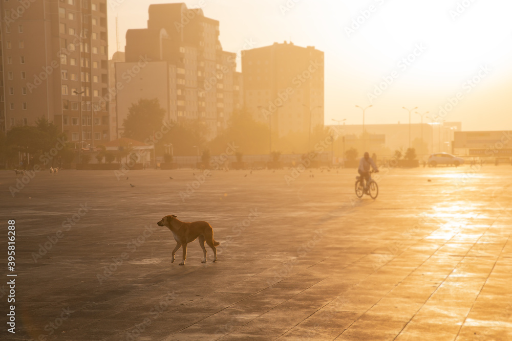 Plakat Spacer z psem w parku otoczonym budynkami mieszkalnymi podczas złotego zachodu słońca