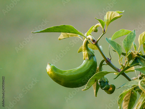 Hatch Green Chile