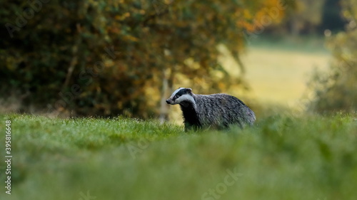 Autumn poetry. Close-up portrait of a badger in its natural habitat. Meles meles