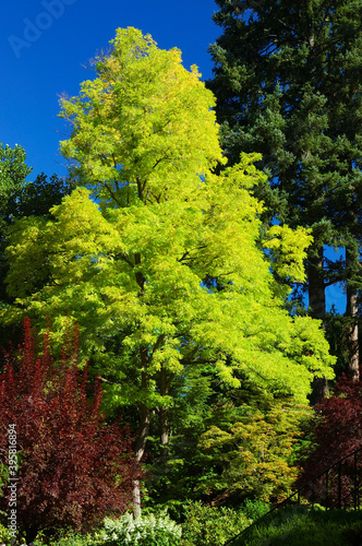 Fényképezés golden Black locust tree with purple beech