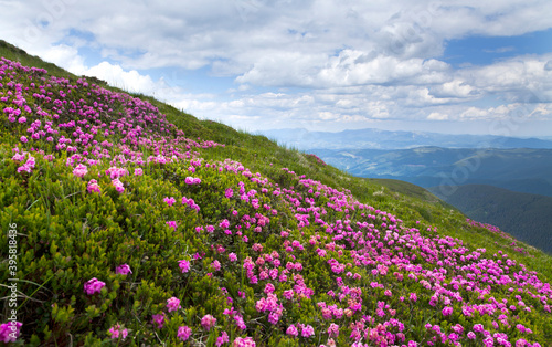 Mountain slope with blooming rhododendron rue flowers in the Carpathian mountains, sun lit mountain ranges around.