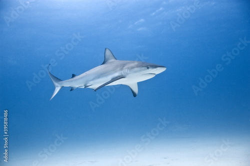 Caribbean Reef shark © willtu