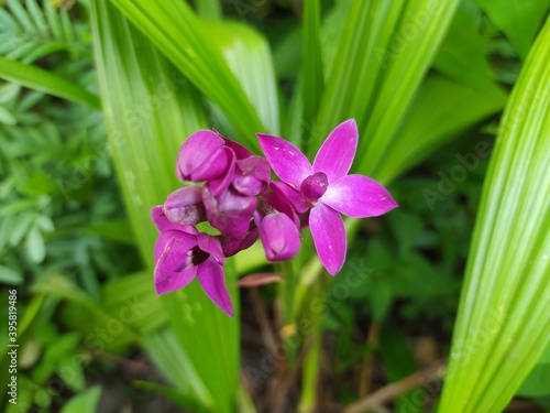 close up of a hyacinth