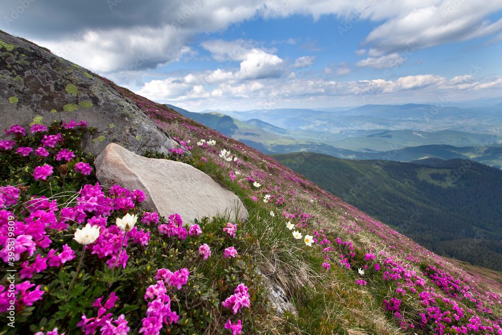 Mountain slope with blooming rhododendron rue flowers and pasque flowers in the Carpathian mountains, sun lit mountain ranges around.