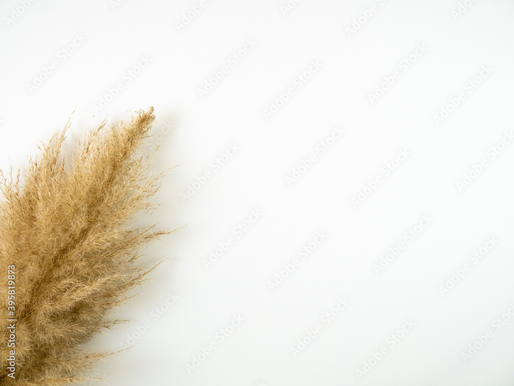 Autumn composition. Pampas grass on white background. Flat lay, top view. Autumn composition. Pampas grass on white background. Flat lay, top view.